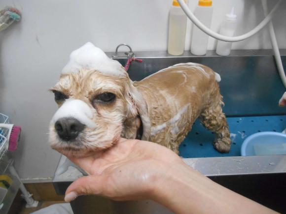 サービス内容 料金表 犬の美容室 茶々 サービス内容 料金表 犬の美容室 茶々