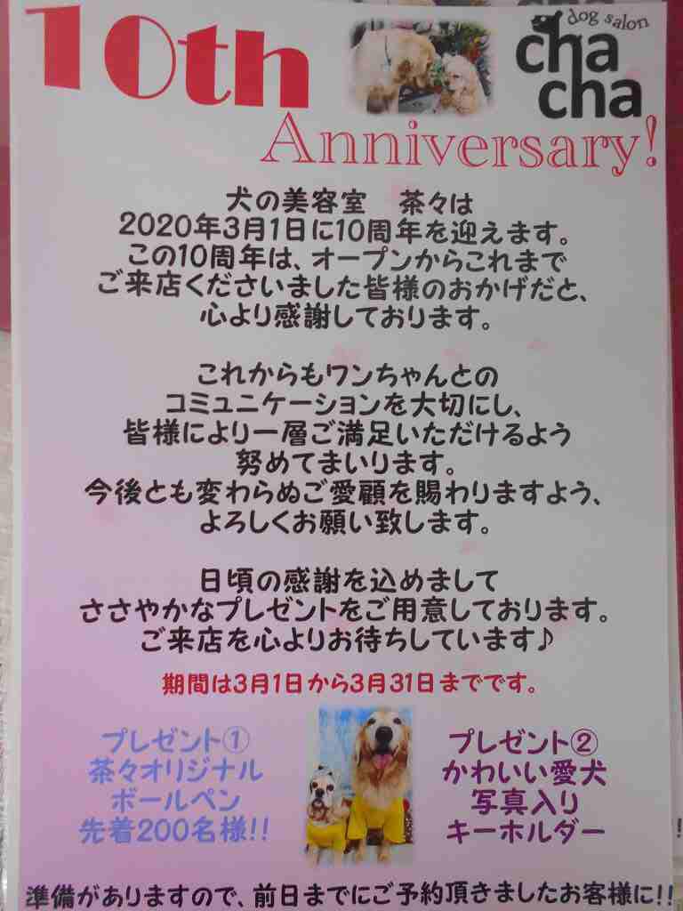 お知らせ 犬の美容室 茶々