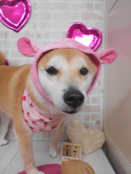 茶々ブログ 犬の美容室 茶々 茶々ブログ 犬の美容室 茶々