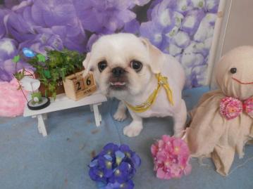 ギャラリー 犬の美容室 茶々